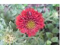 Red Plume Gaillardia / Gaillardia pulchellia 
